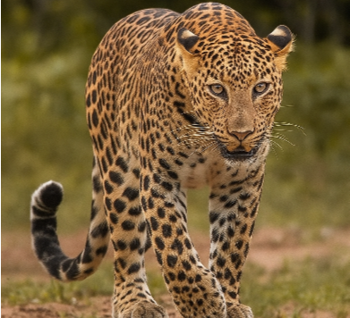 Majestic Leopards of Jawai<br />
